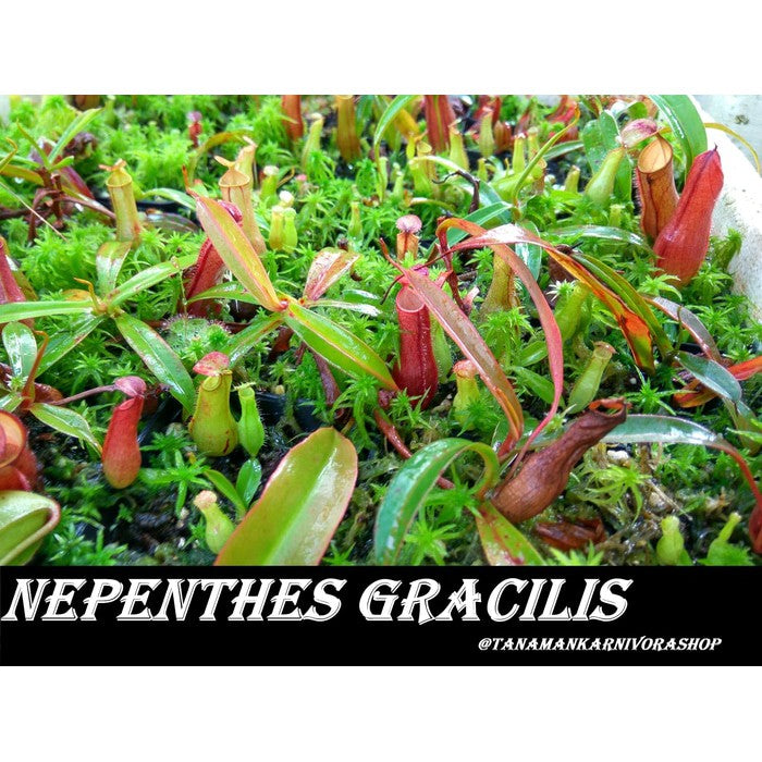 Nepenthes gracilis