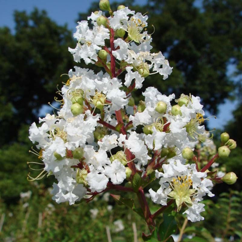 Sindo - White Crape Myrtle A Serene Delight for Your Garden Oasis Live Indoor Plant