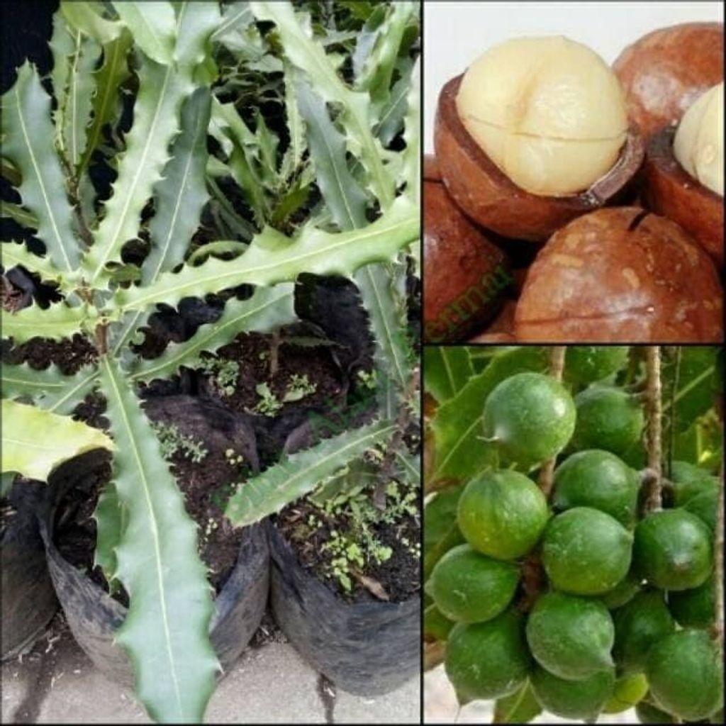 Macadamia Nut Seedling (Macadamia integrifolia) - - Anak Pokok Kacang Macadamia - मैकाडामिया पौधा Macadamia Nut Seedling – Rich Buttery Flavor, Nutrient-Dense Superfood, Tropical-Friendly Tree, Long-Term Fruit Investment LIVE PLANT