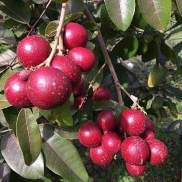 Red Longan Tree (Dimocarpus longan var. Red) - - Pokok Kelengkeng Merah - लाल लोंगन पौधा Red Longan – Sweet Exotic Fruit, Fast Fruiting Tree, Rare Variety, Edible Garden Essential, LIVE PLANT