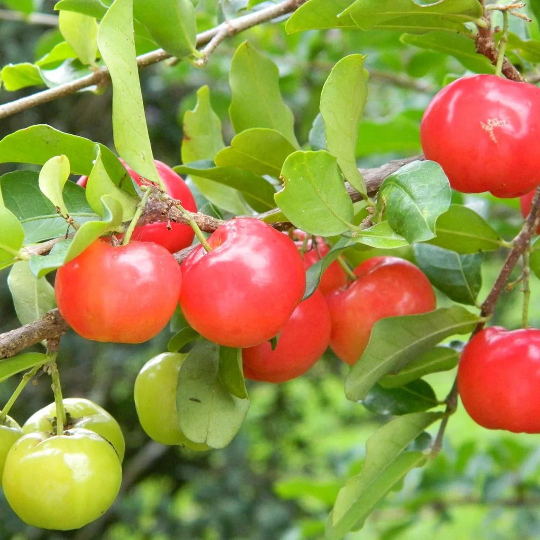 Acerola Cherry (Malpighia emarginata) - - Pokok Ceri Acerola - एसरोला चेरी Juicy Delight – Malpighia emarginata, Sweet-Tart Cherry, Super Vitamin C Fruit, Compact Tree, Tropical Edible LIVE PLANT
