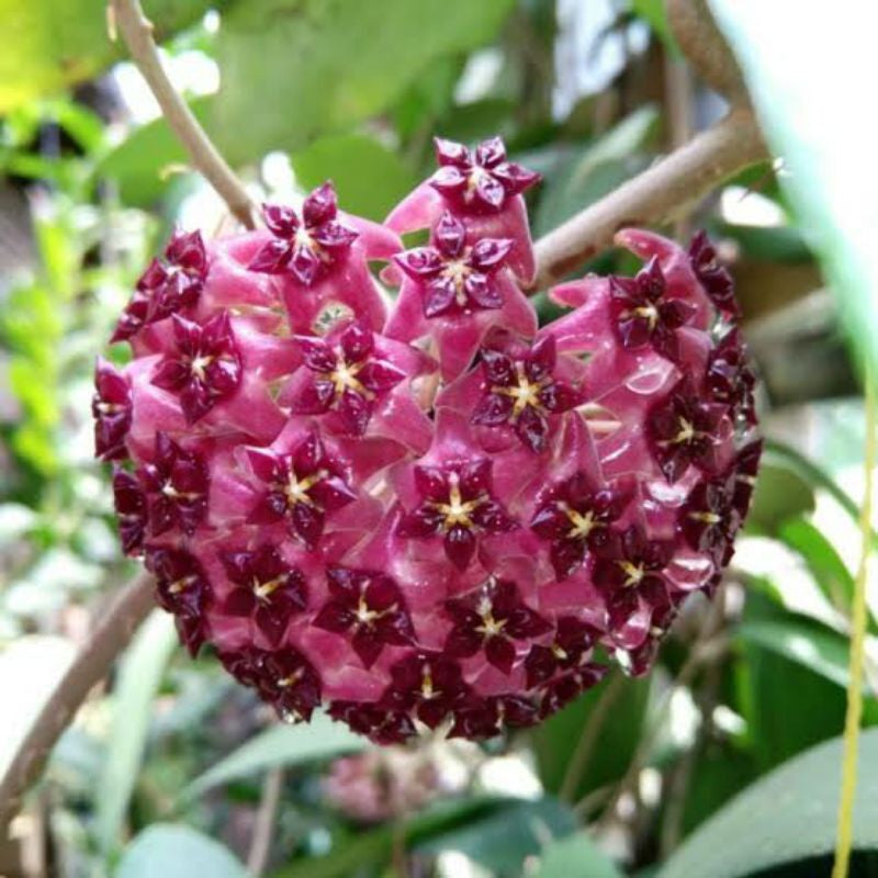 Hoya purpureofusca