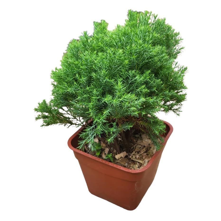 Juniperus Norfolk Style (Juniperus spp.) - - Pokok Juniperus Gaya Norfolk - नॉरफ़ॉक जुनिपर पौधा Juniperus Norfolk – Evergreen Elegance, Bonsai or Landscape Form, Hardy Shrub, Minimalist Pine Look LIVE PLANT