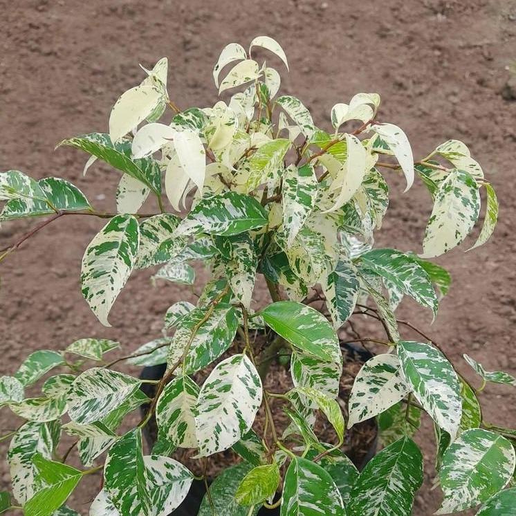Ficus Benjamina Variegated - - Pokok Ara Gantung Variegated - वरिगेटेड फिकस बेन्जामिना Ficus Benjamina – Air-Purifying, Variegated Leaves, Tropical Tree, Elegant Foliage, Indoor/Outdoor LIVE PLANT