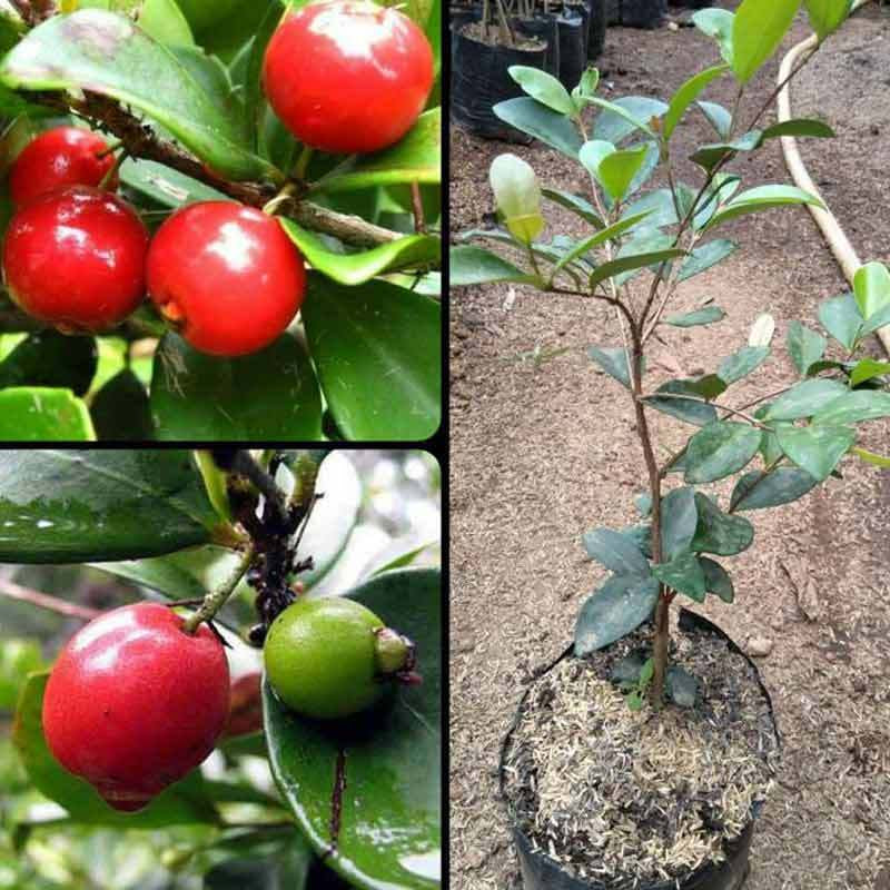 Sindo - Tropical Delight Beach Cherry Plant - A Delicious and Exotic Addition to Your Garden