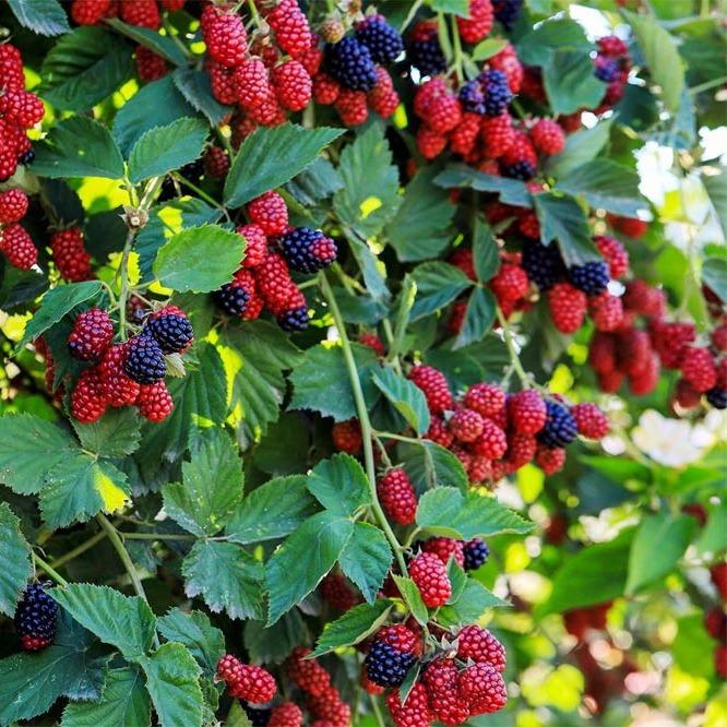 Raspberry Fruit Plant - - Pokok Raspberry - रास्पबेरी पौधा Raspberry – Sweet Tart Berries, Rich in Antioxidants, Easy-to-Grow Fruit Plant, Container Friendly, LIVE PLANT