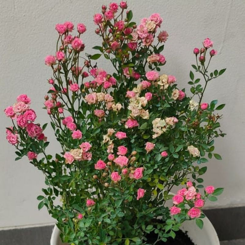 Baby Rose / 迷你玫瑰 / Mawar Mini / बेबी गुलाब – Rosa Multiflora Singapore – Fragrant Bloom, Compact Size, Easy Care, Long Flowering, Elegant Look – LIVE PLANT