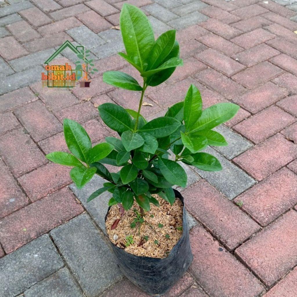 Black Pitomba / Grumichama (Eugenia brasiliensis) - - Pokok Pitomba Hitam - काला पिटोम्बा पौधा Black Pitomba Grumichama – Exotic Cherry-Like Fruit, Sweet & Tart Flavor, Rare Tropical Tree, Edible Beauty, LIVE FRUITING PLANT