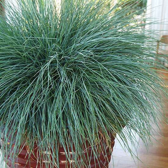 Sindo - Blue Bliss Festuca glauca - Transform Your Garden with Striking Elegance