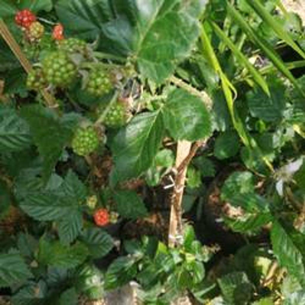 Mulberry (Morus spp.) - - Pokok Murbei - शहतूत पौधा Delicious Mulberry – A Sweet and Juicy Treat, Fast Fruiting, Easy to Grow, Edible Tropical Berry Tree LIVE PLANT