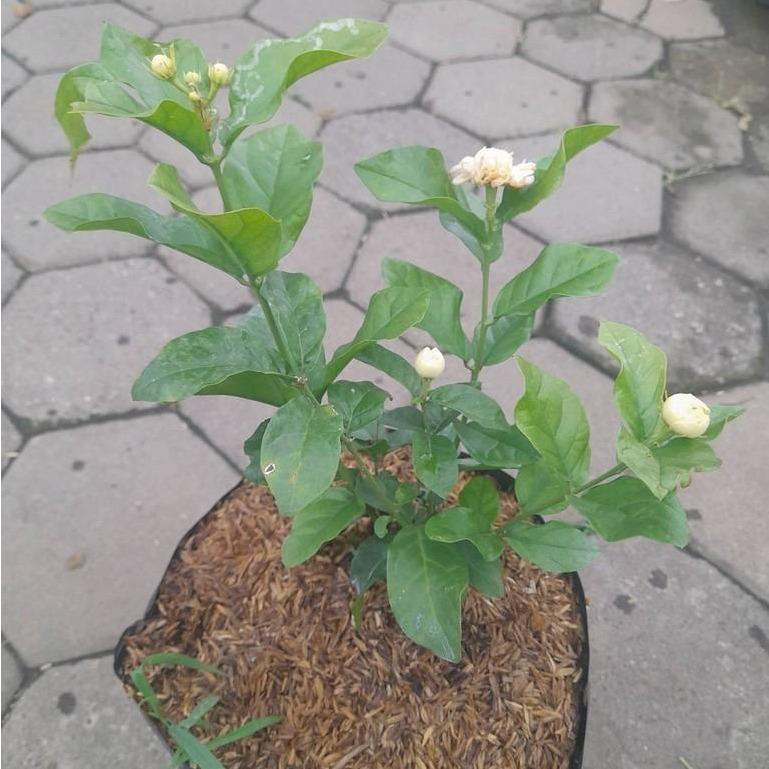 Arabian Jasmine (Jasminum sambac) - - Pokok Melur Arab - अरबी चमेली का पौधा Arabian Jasmine – Fragrant Blooms, Spiritual Use, Easy Care, Evergreen Shrub, Balcony Friendly LIVE PLANT