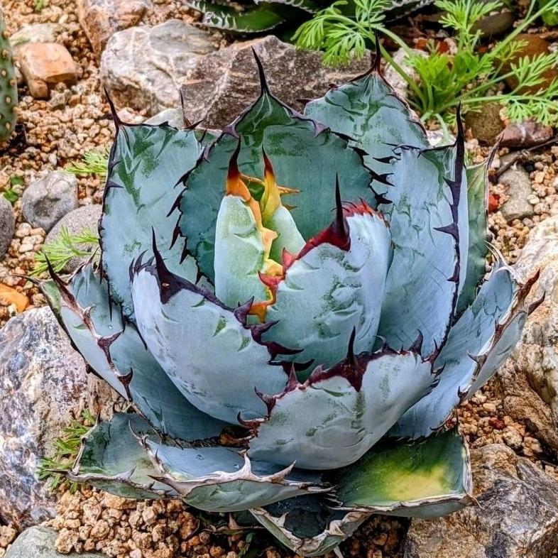 Agave ‘Blue Ball’ - - Pokok Agave Blue Ball - ब्लू बॉल एग्वे पौधा Radiant Agave Blue Ball – Compact Rosette Succulent, Silvery-Blue Foliage, Drought-Tolerant, Modern Desert Accent, LIVE PLANT