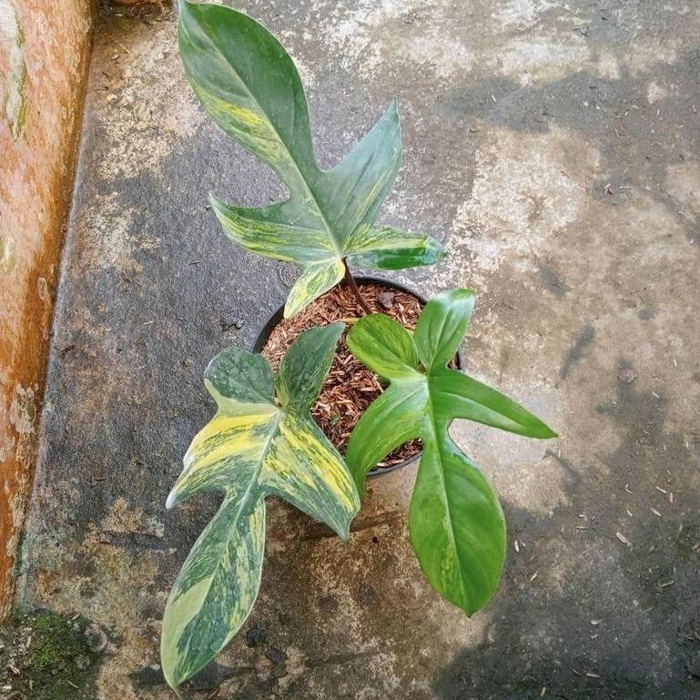 Philodendron Florida Beauty - - Pokok Philodendron Florida Beauty - फिलोडेंड्रोन फ्लोरिडा ब्यूटी Florida Beauty – Rare Variegated Philodendron, Stunning Lobed Leaves, Collector’s Choice, Indoor Showpiece, Climbing Aroid LIVE PLANT