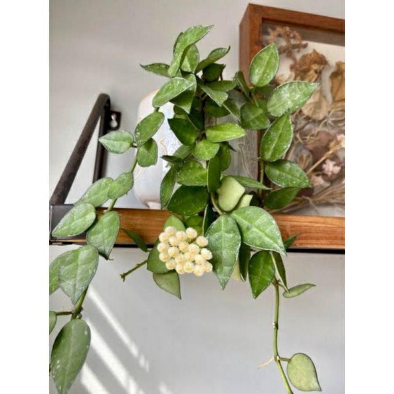 Hoya krohniana