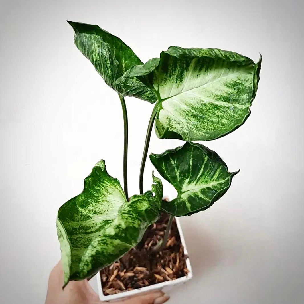 Syngonium ‘Godzilla’ - - Pokok Syngonium Godzilla - सिंगोनियम गॉडज़िला Syngonium Godzilla – Reptile-Textured Leaves, Rare Aroid, Indoor Statement Plant, Easy to Grow, Exotic Tropical Foliage LIVE PLANT