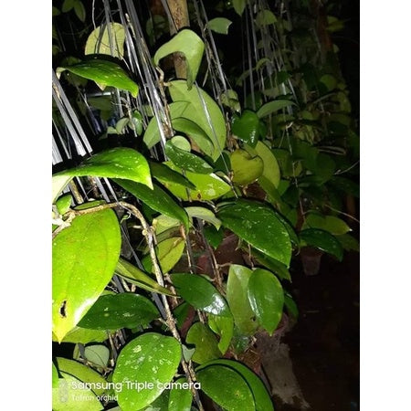 Hoya aff. vitellina