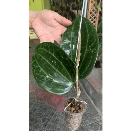Hoya glabra