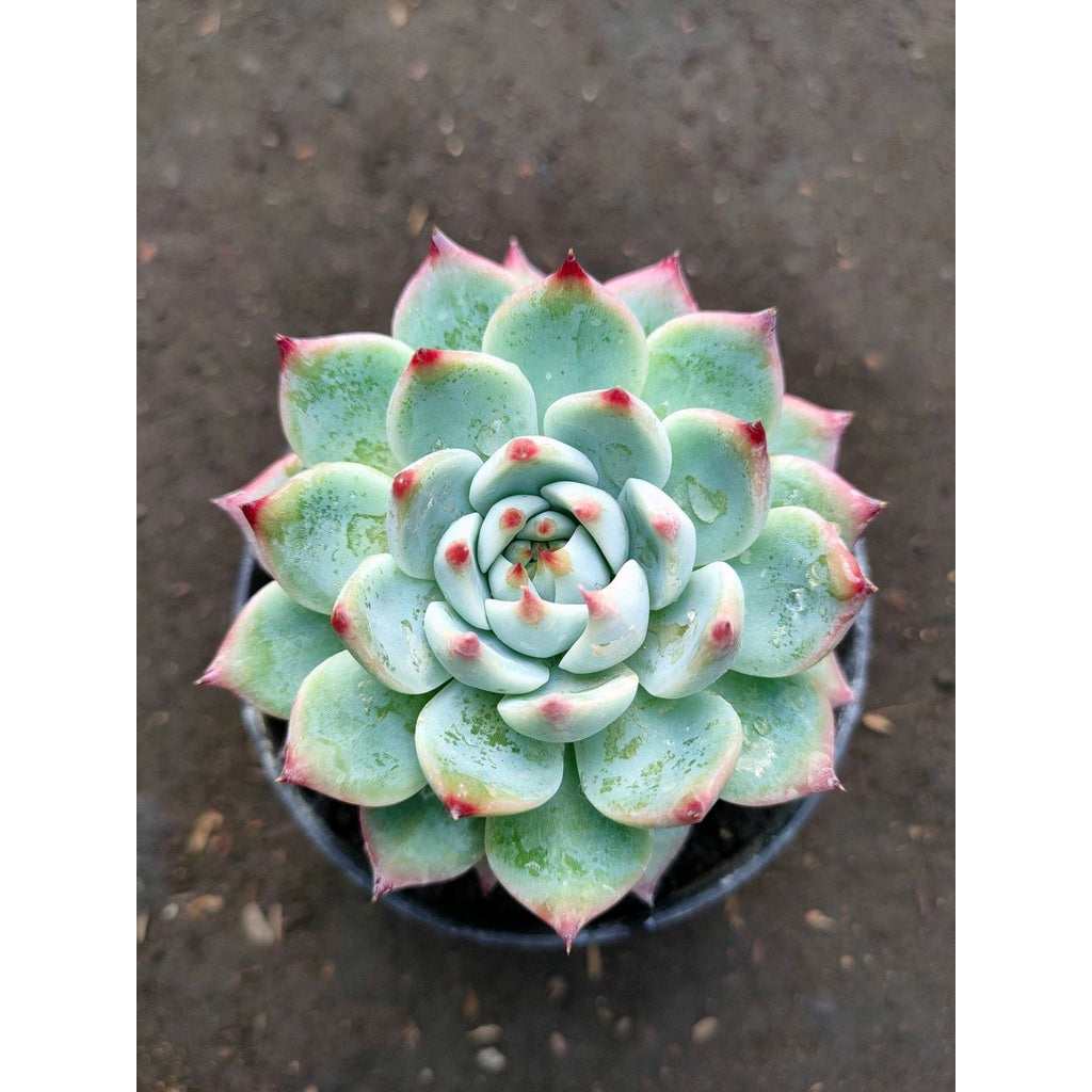 Sindo - Echeveria Chihuahua Live Plant CMZ154BOO0