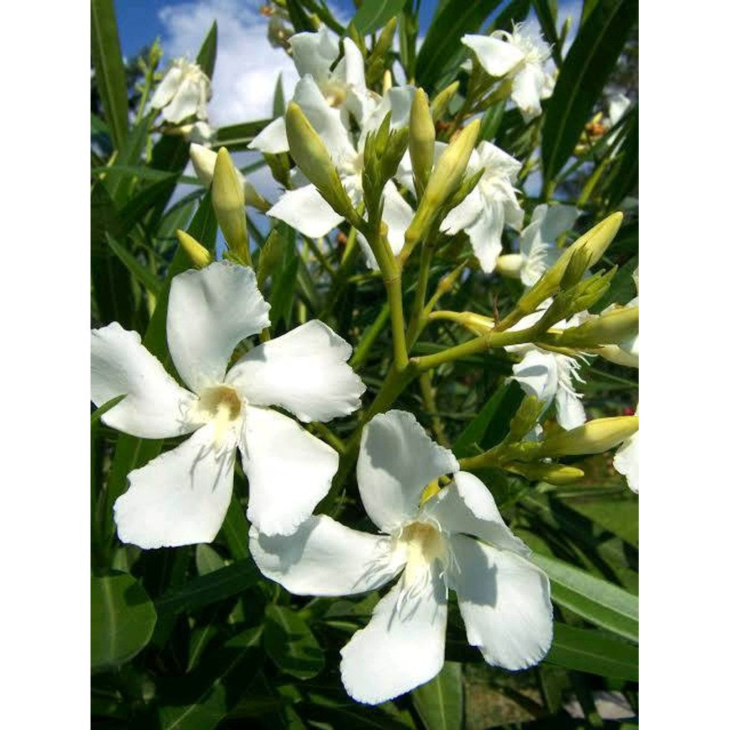 Nerium Oleander White Live Plant