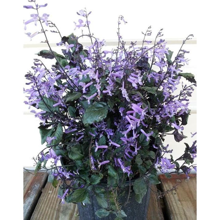 Sindo - Mona Fake Lavender Flower Lifelike Beauty That Endures in Singapore's Climate by Krapyak