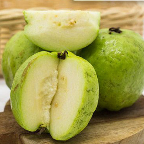 Psidium guajava Cultivating Psidium guajava for Abundant Guava Fruits