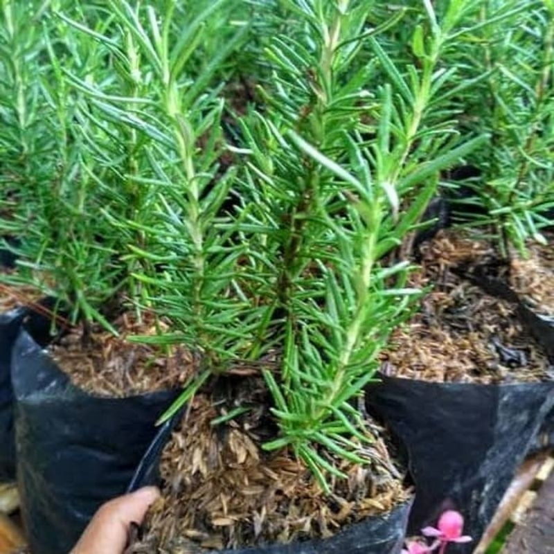 Rosemary / 迷迭香 / Rosmari / रोजमेरी – Salvia Rosmarinus Singapore – Mosquito Repellent, Aromatic Herb, Easy Care, Edible Leaves, Air Purifying – LIVE PLANT