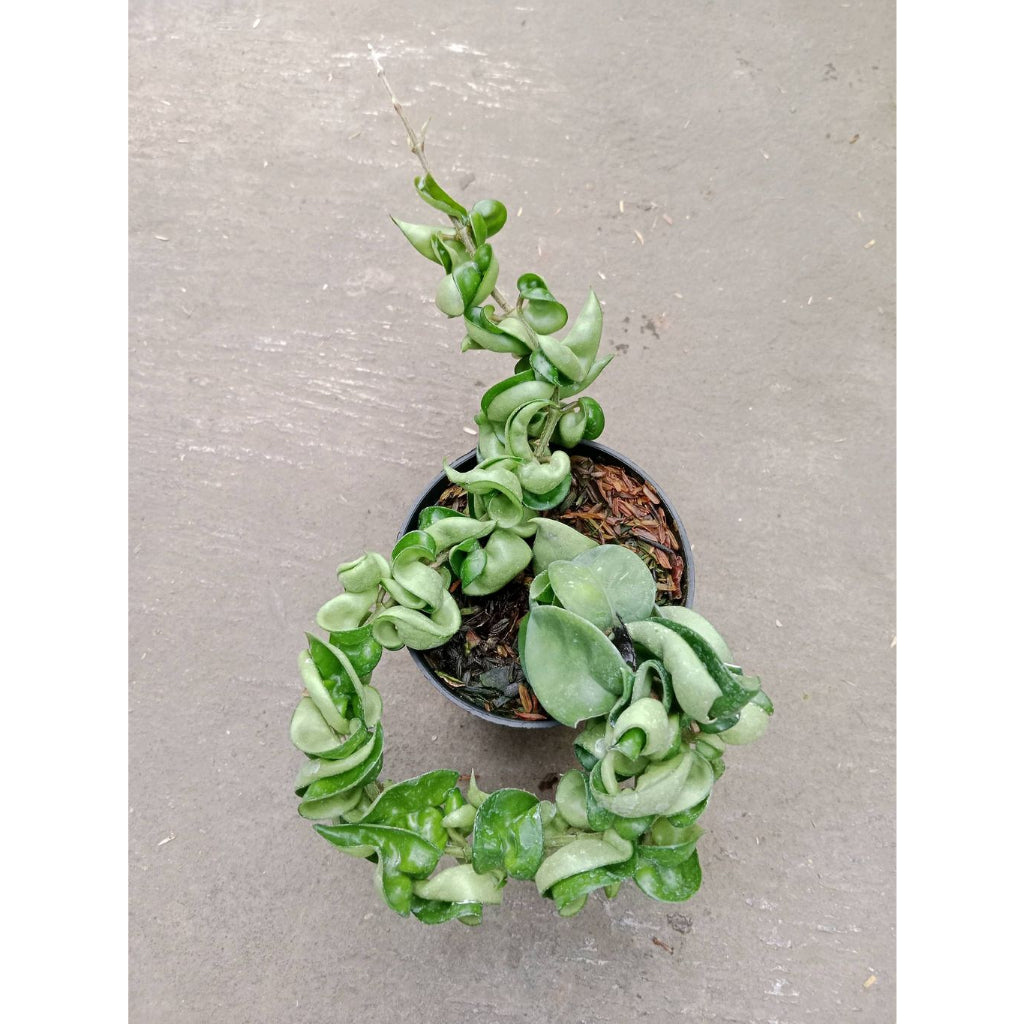 Sindo - Hoya Compacta A Beautiful and Easy-to-Grow Addition to Your Indoor Collection