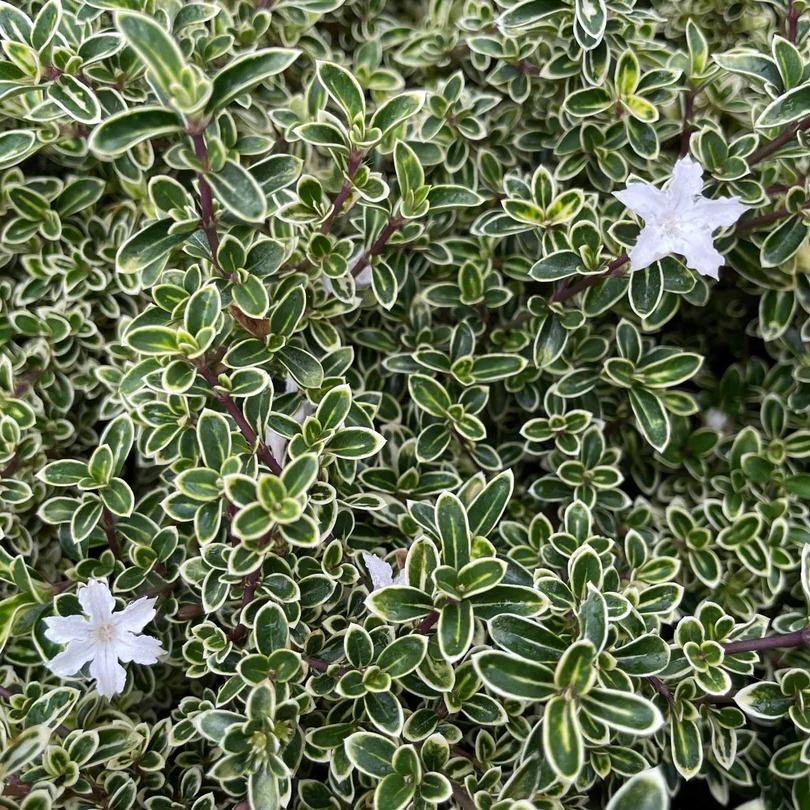 Serissa foetida - - Pokok Serissa Mini - सेरिसा पौधा Serissa – Mini Leaves, White Starry Flowers, Bonsai Favorite, Compact Shrub, Indoor/Outdoor LIVE PLANT