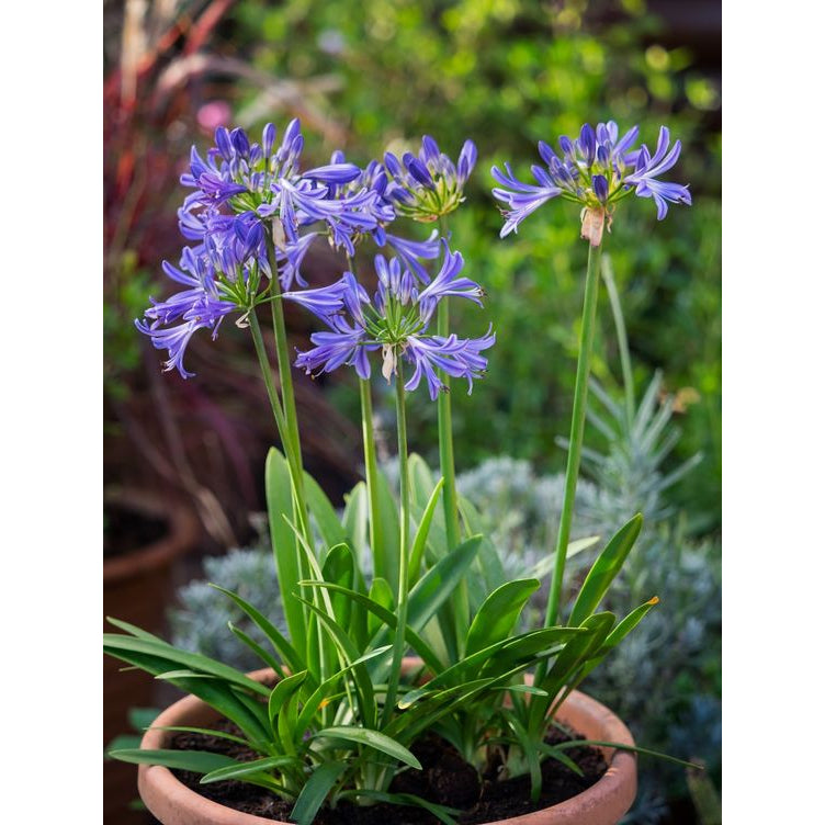 Sindo - Enchanting Agapanthus: Blooms of Beauty for Your Garden