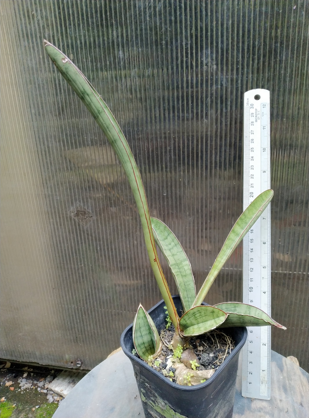 Sansevieria Silver Bat Geraihijo