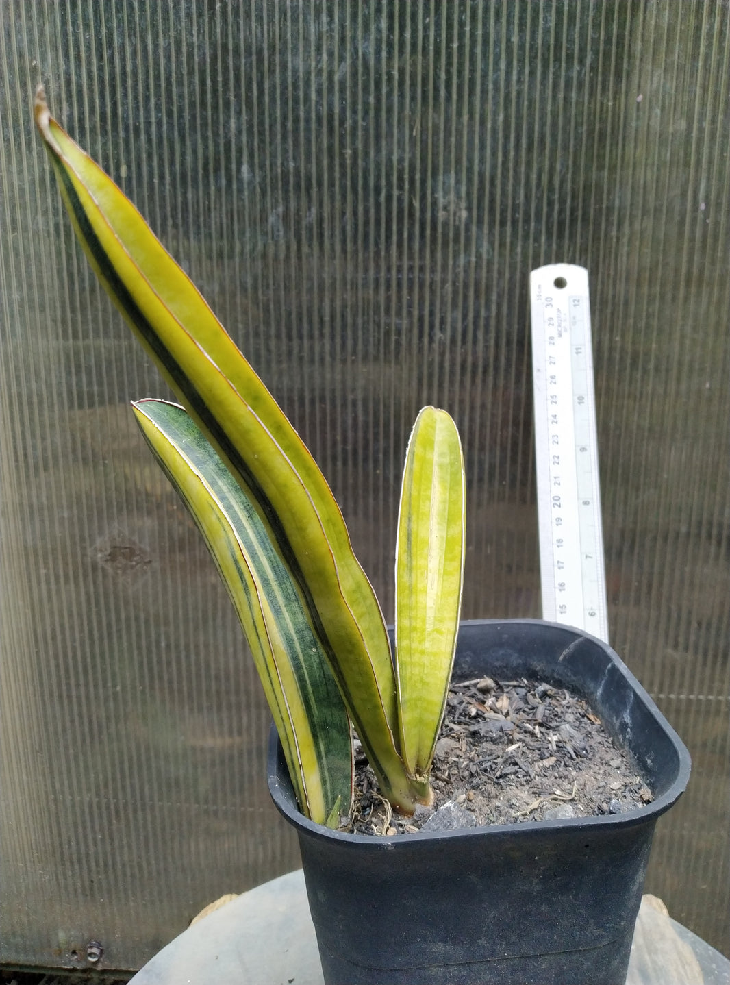 Sansevieria Hallii Baseball Variegated Geraihijo