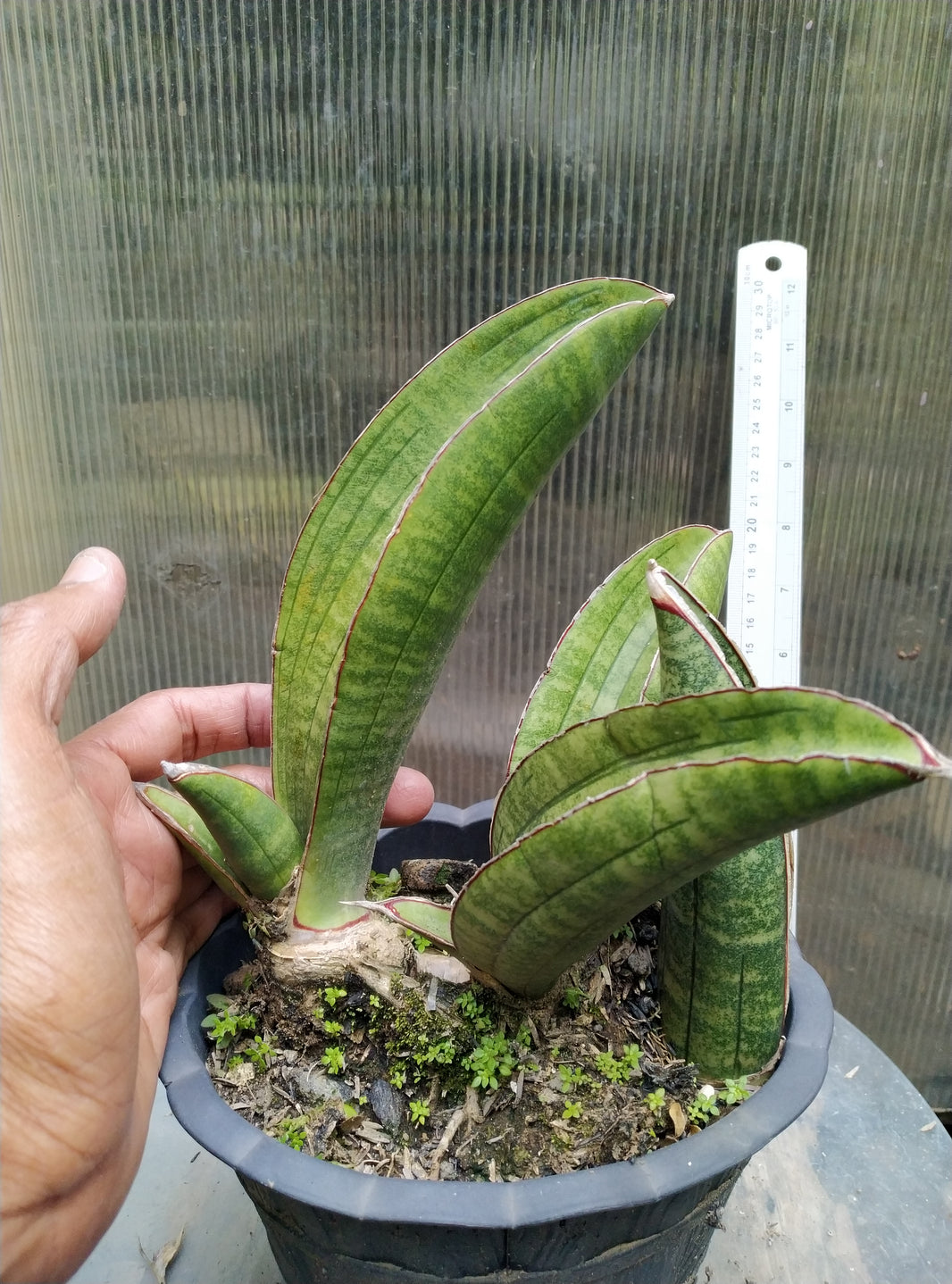 Sansevieria Sinus Zimbabwe Geraihijo