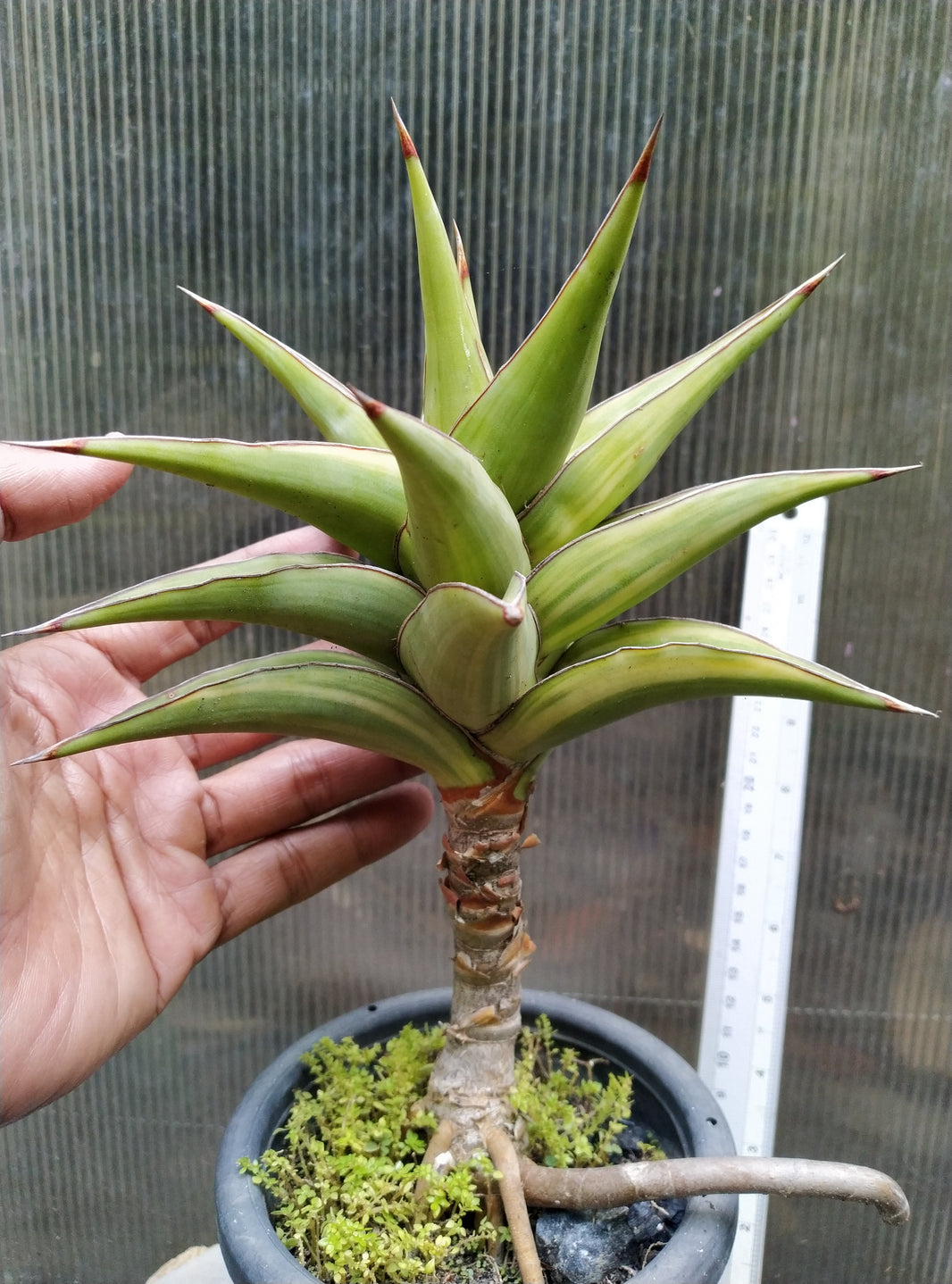 Sansevieria kimayo variegated sriated