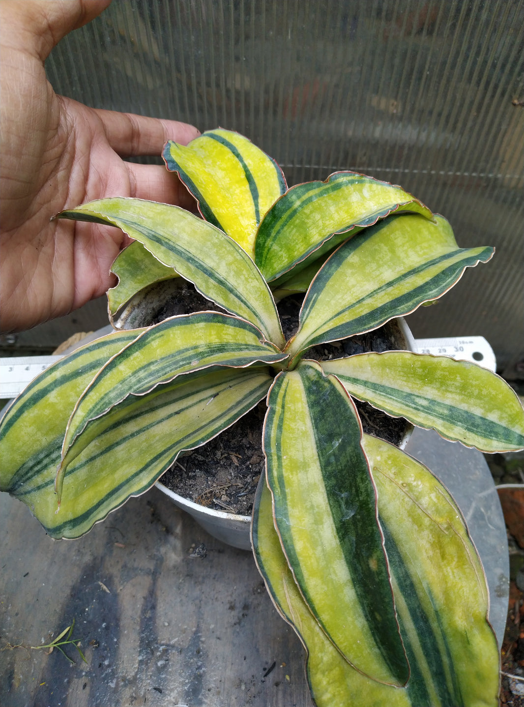 Sansevieria macrophylla variegated