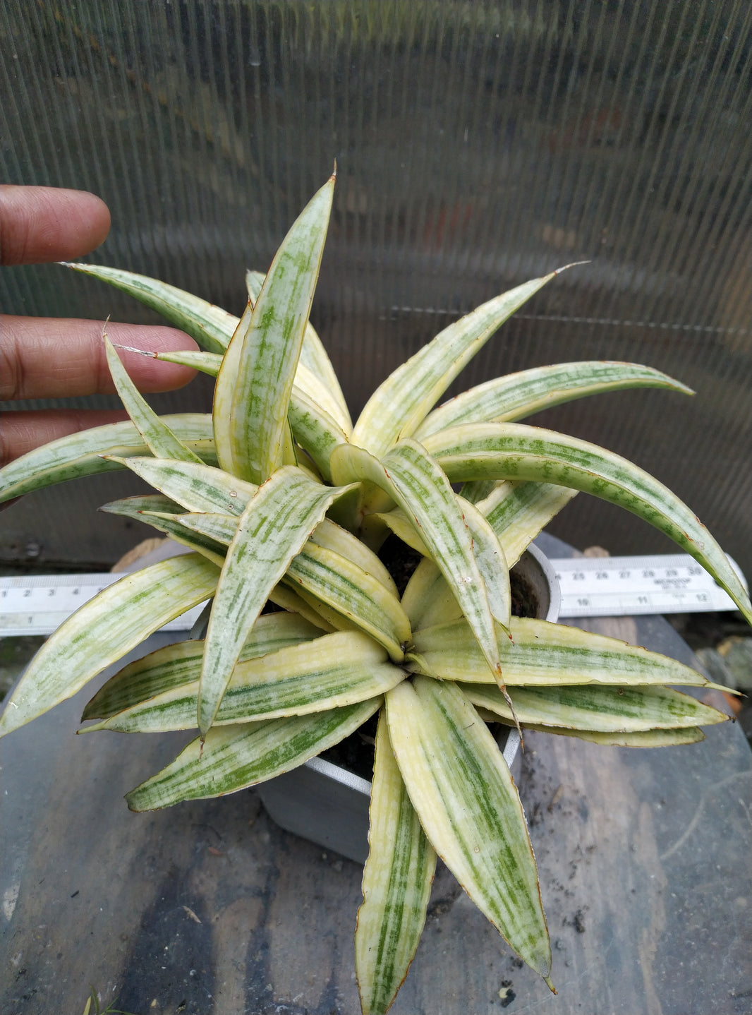 Sansevieria aff gracilis variegated