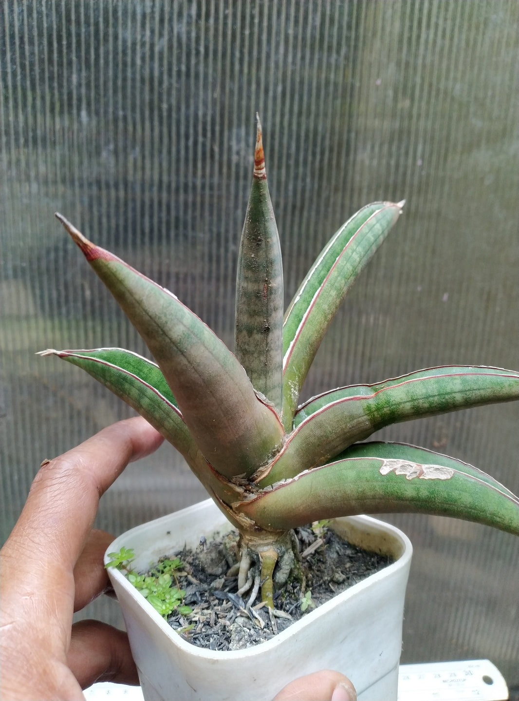 Sansevieria pfisteri