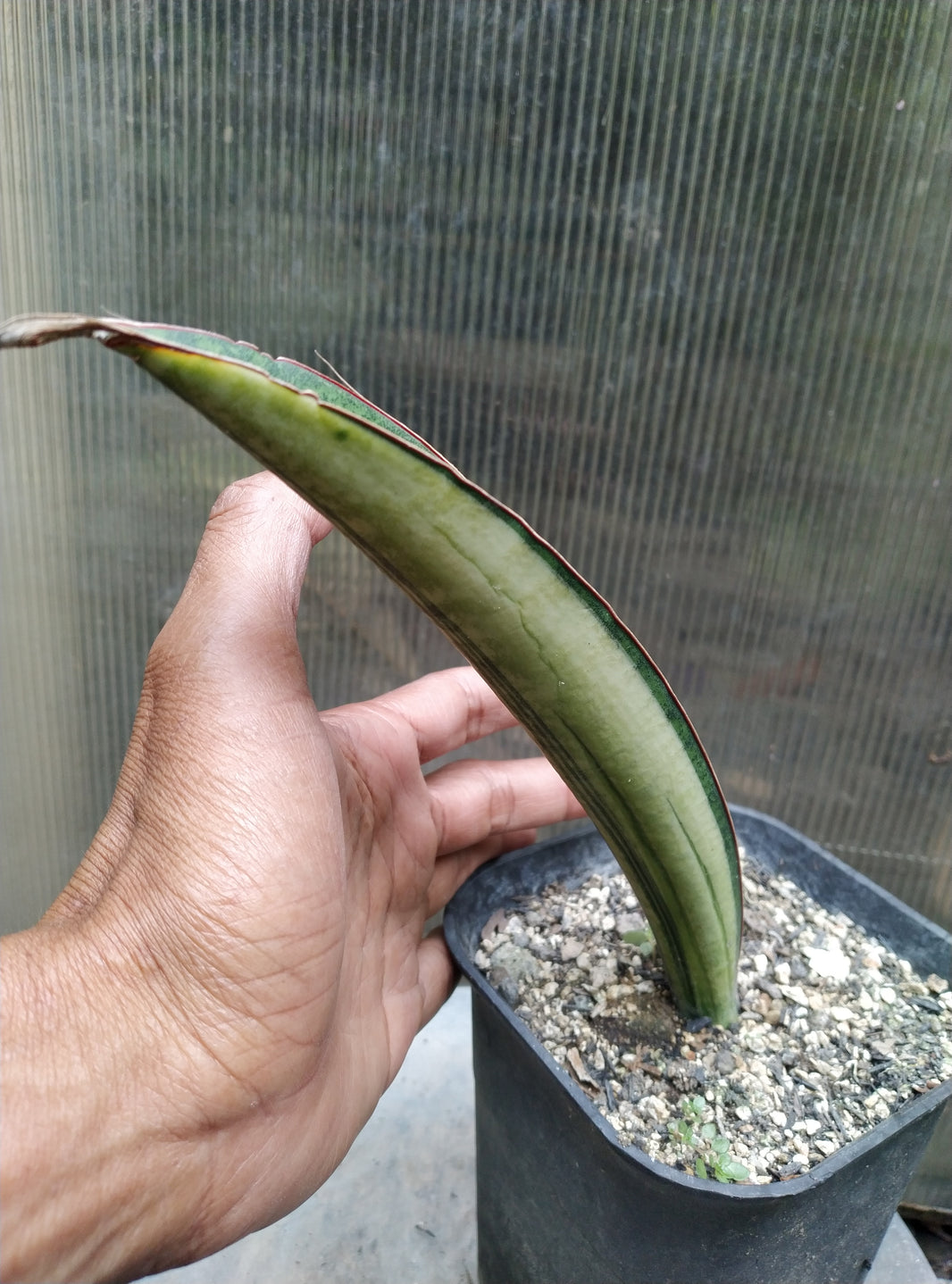 Sansevieria Malawi Bat Variegated White