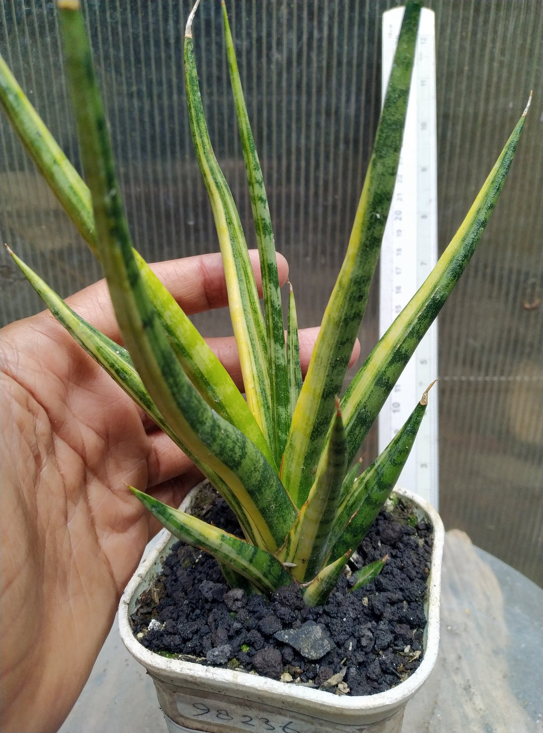 Sansevieria bunluo torch variegated