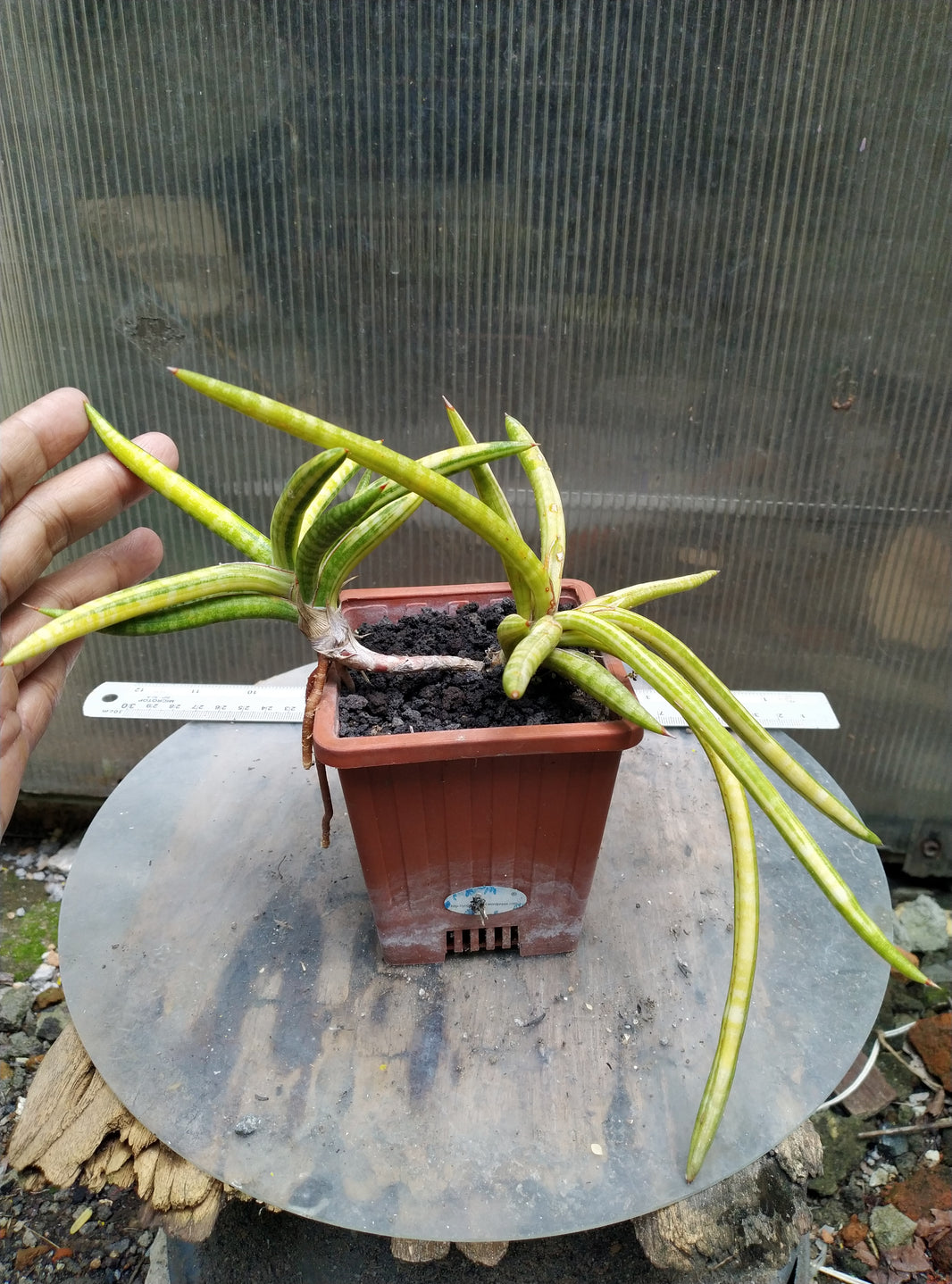 Sansevieria balyii mini variegated