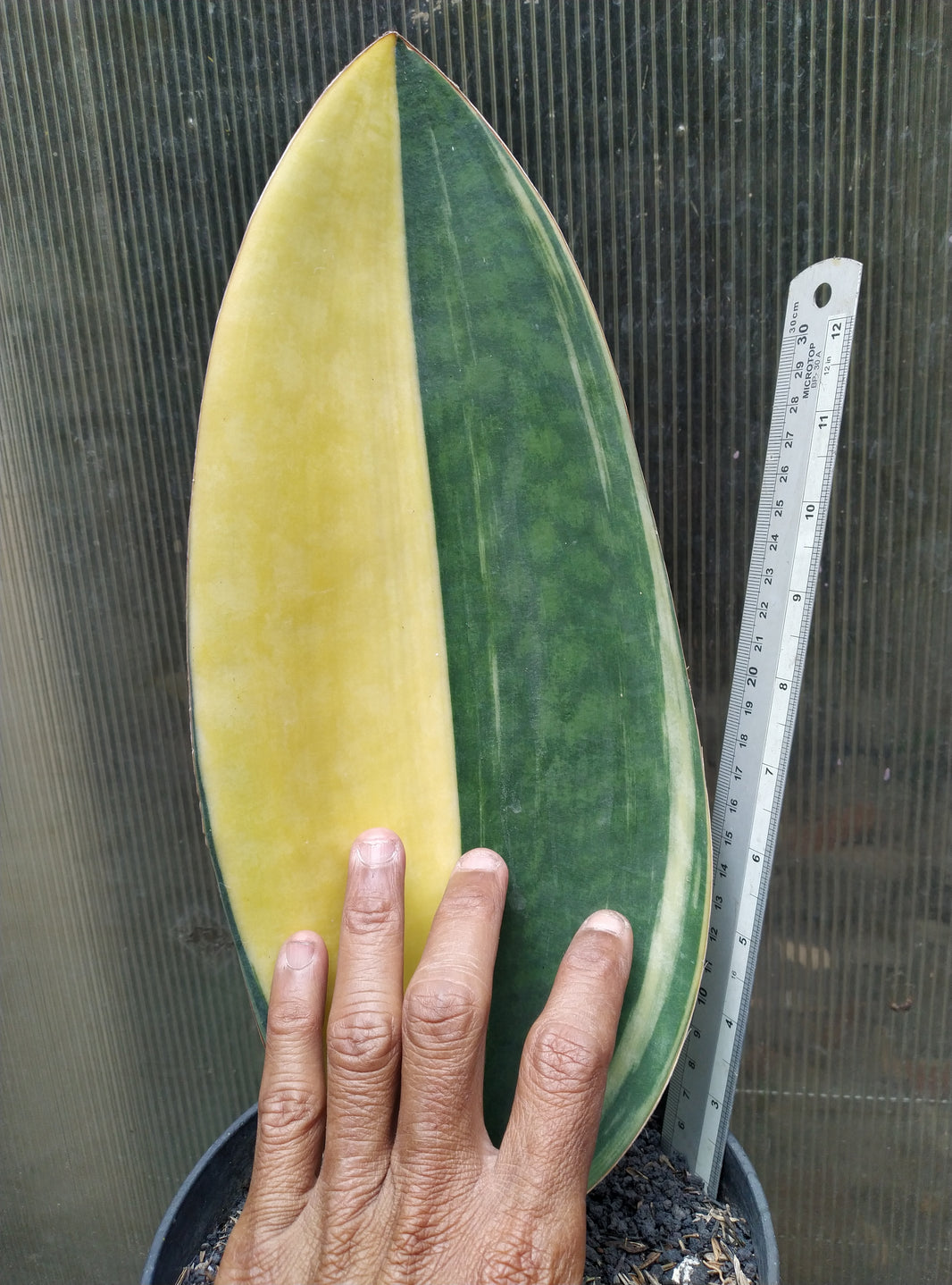 Sansevieria Giant Masoniana Variegated