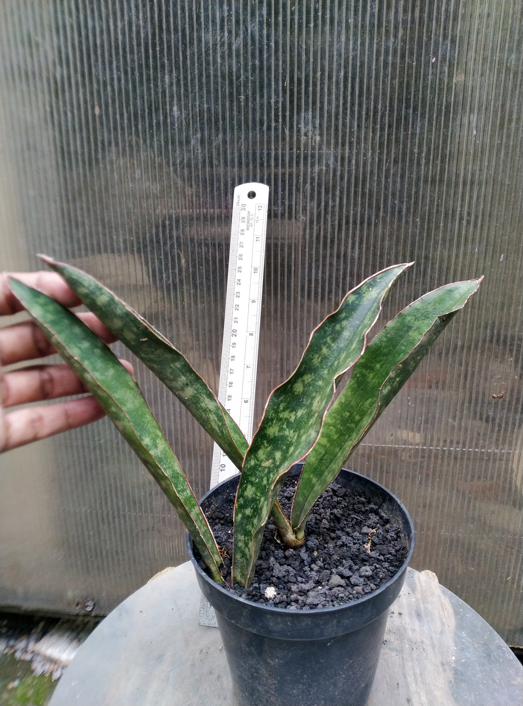 Sansevieria scimitariformis macossa