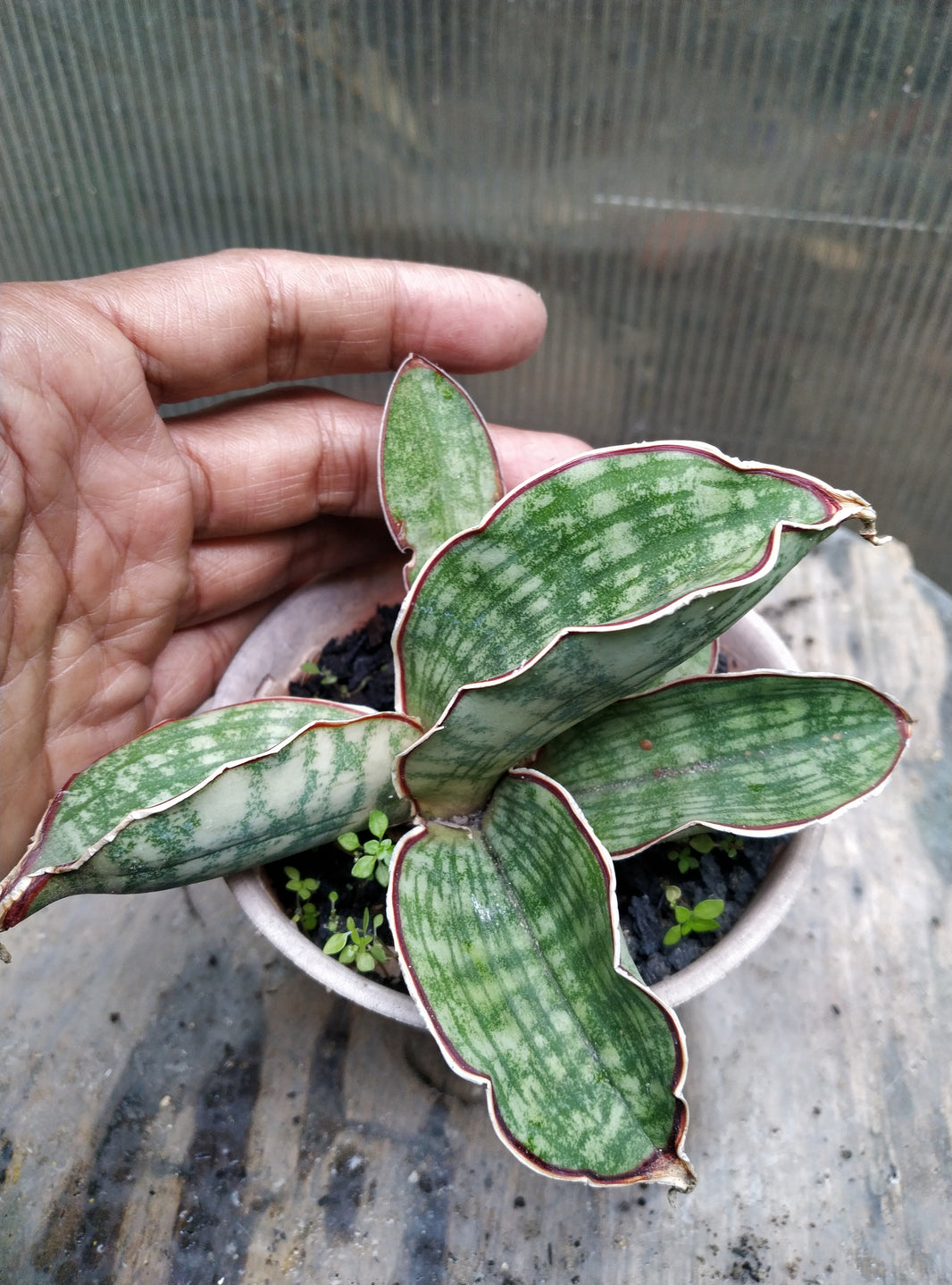 Sansevieria scimitariformis silver