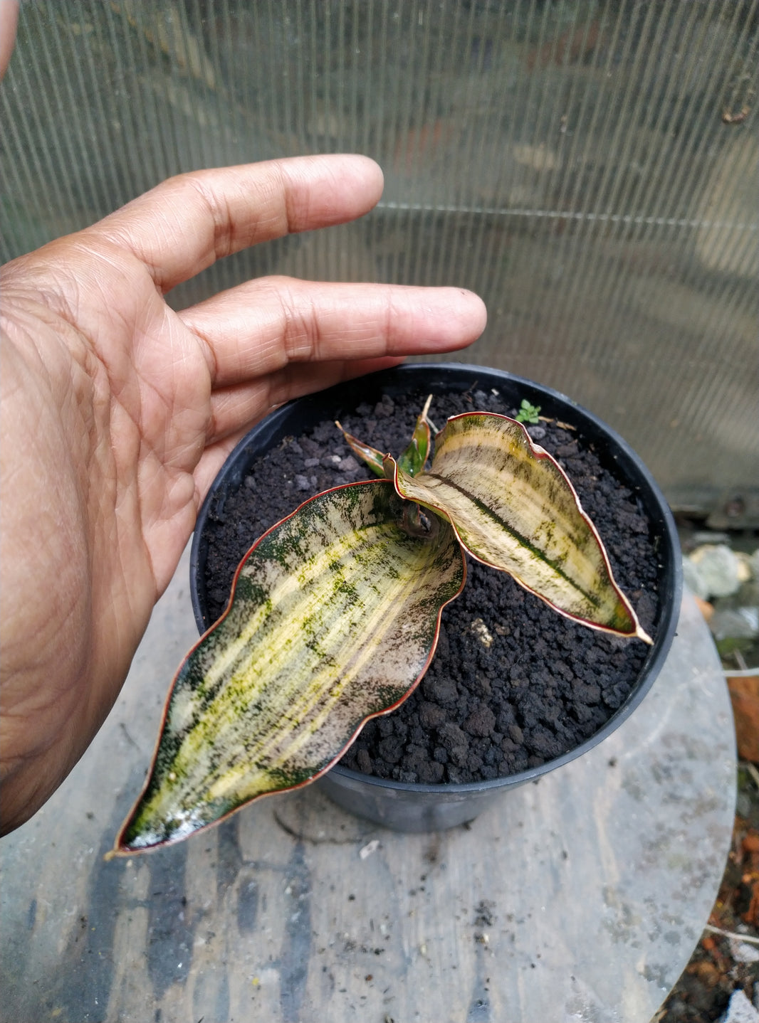 Sansevieria kirkii brown variegated