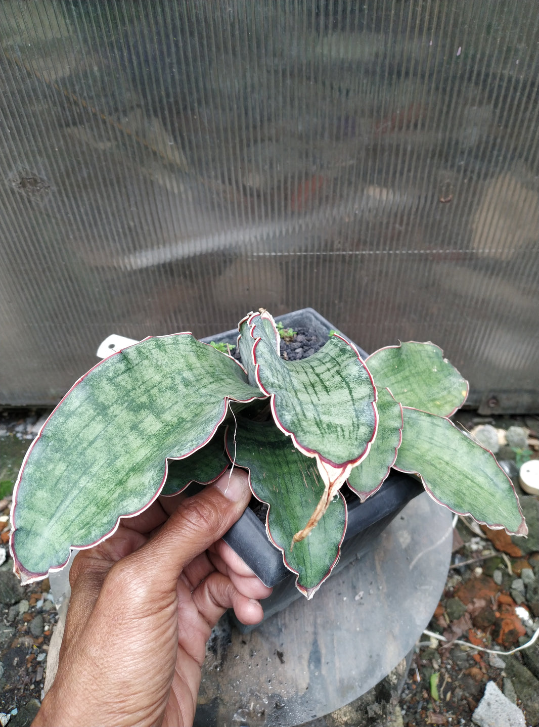 Sansevieria ES 22397 sp Tanzania