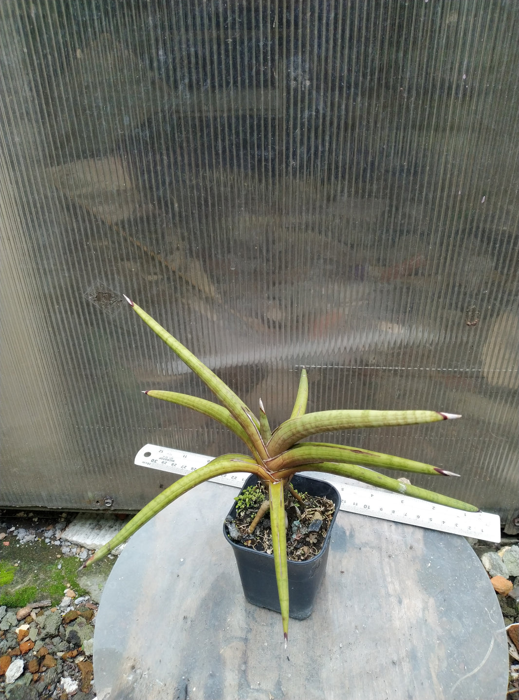 Sansevieria rodhesiana pink