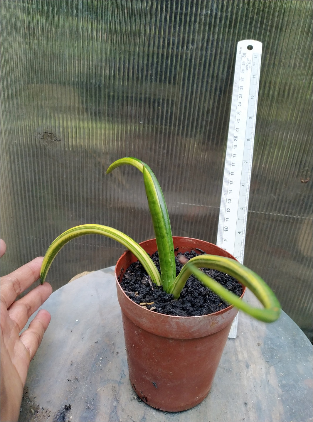 Sansevieria canaliculata dwarf variegated