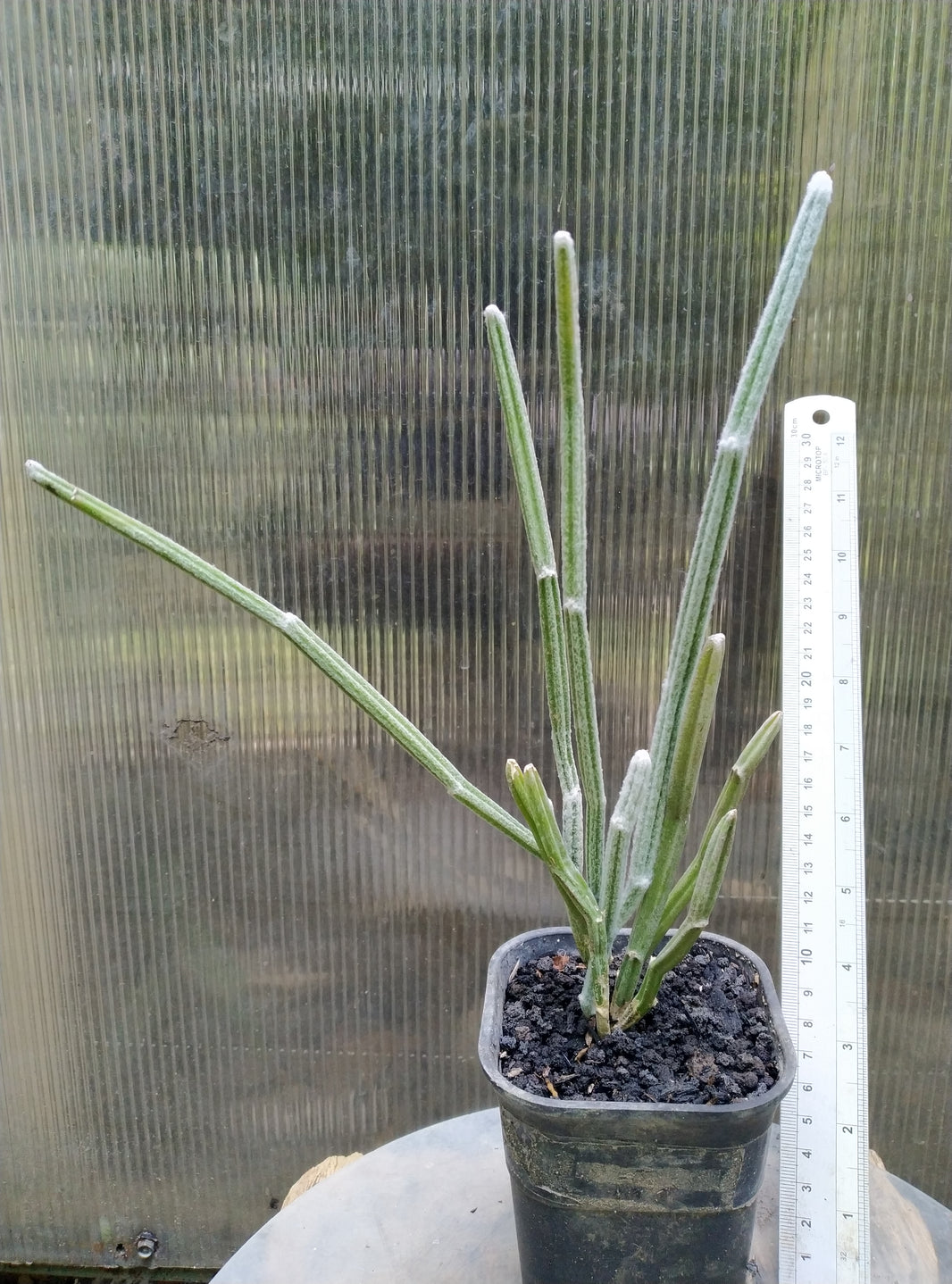 Seyrigia humbertii snow stick