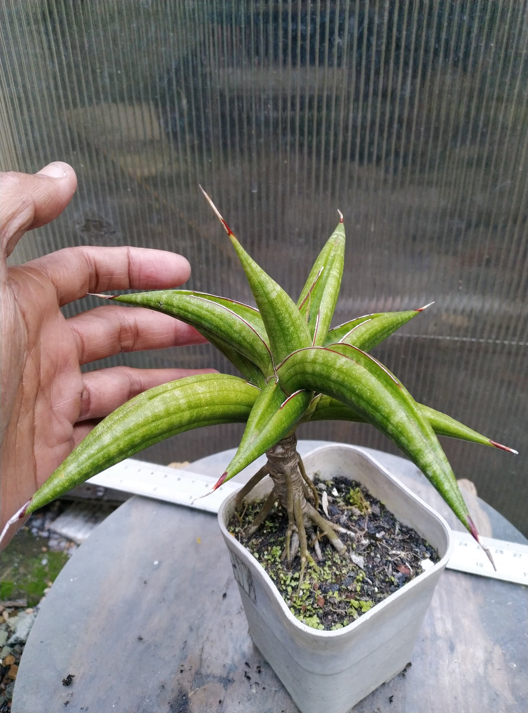 Sansevieria kitonga