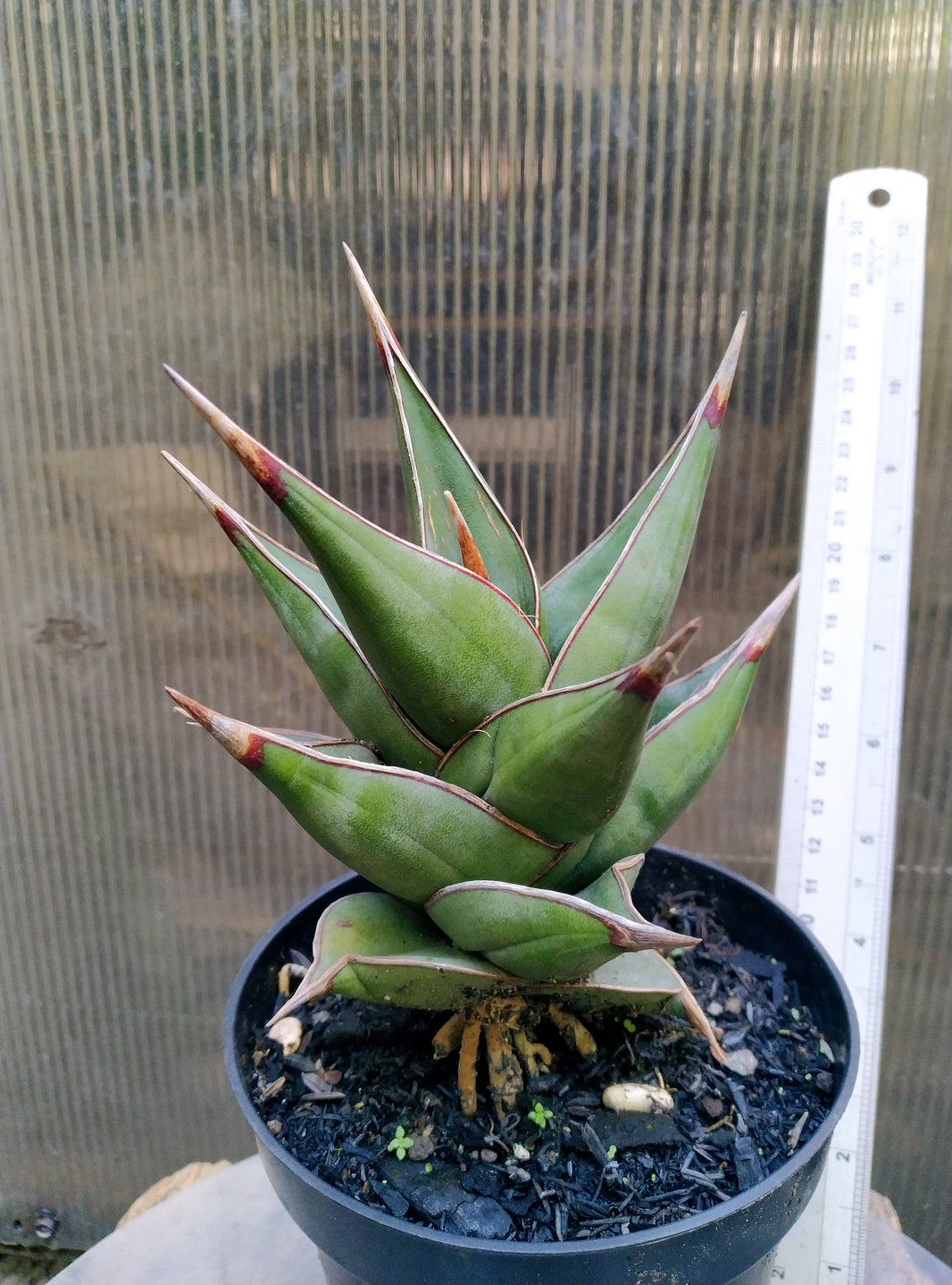 Sansevieria pinguicula dagger