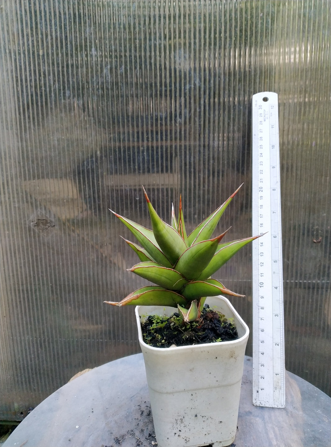Sansevieria pinguicula suneo